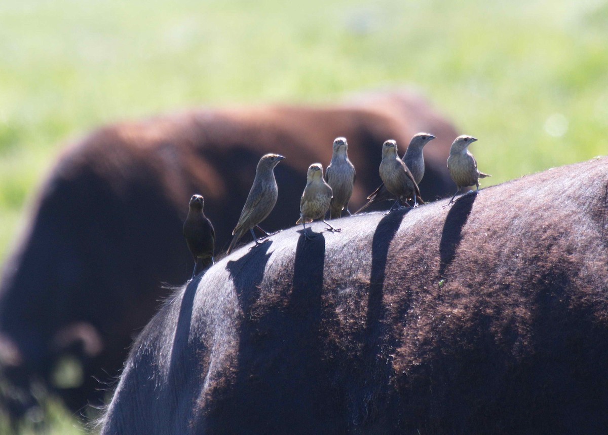 Brown-headed Cowbird - ML223621281