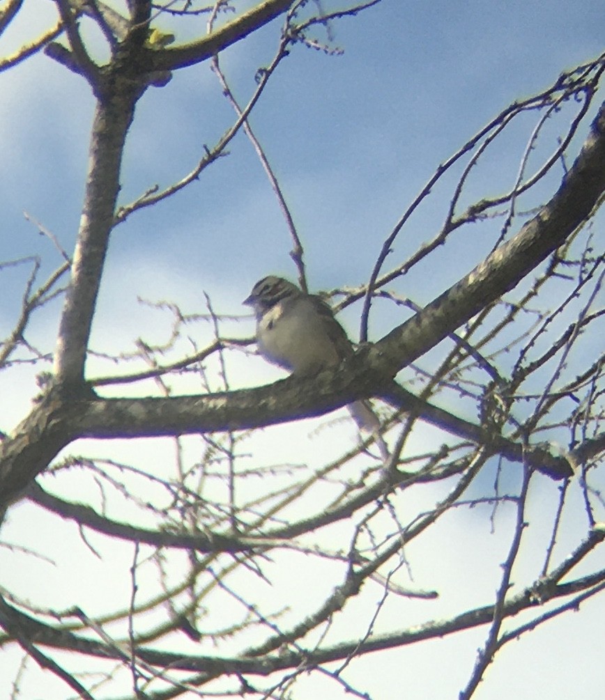 Lark Sparrow - ML223621521