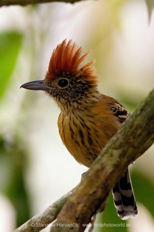 Black-crested Antshrike - ML223622601