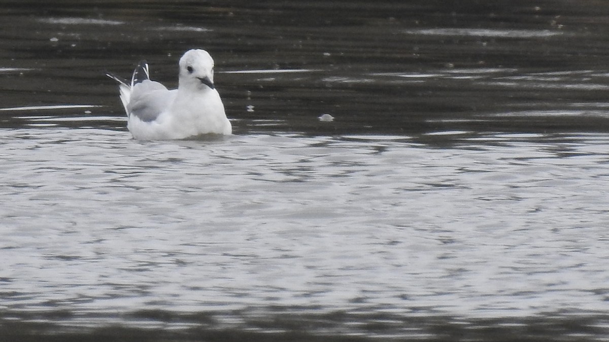 Bonaparte's Gull - Vincent Glasser