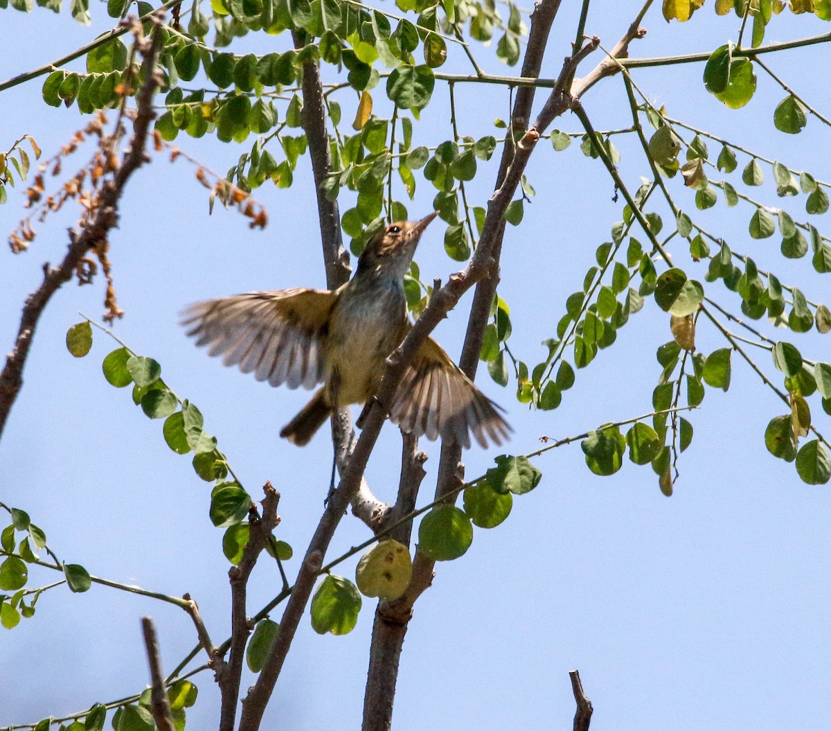 Fulvous-faced Scrub-Tyrant - ML223626241