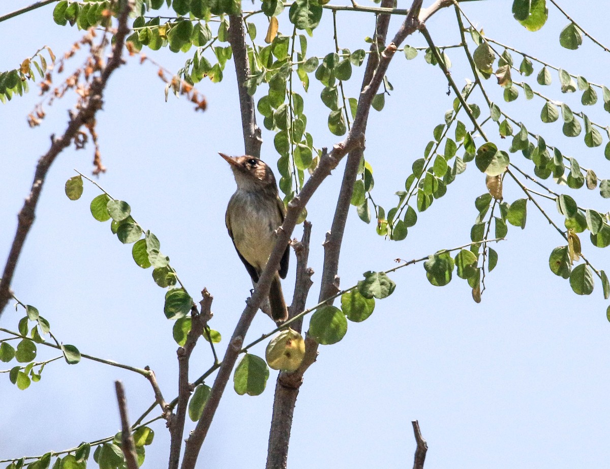 Fulvous-faced Scrub-Tyrant - ML223626271