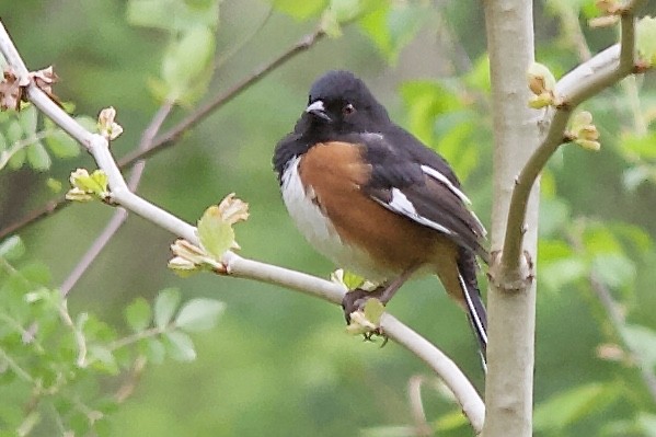 Eastern Towhee - Dale Bailey