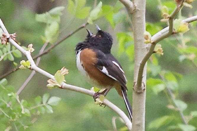 Eastern Towhee - ML223626921