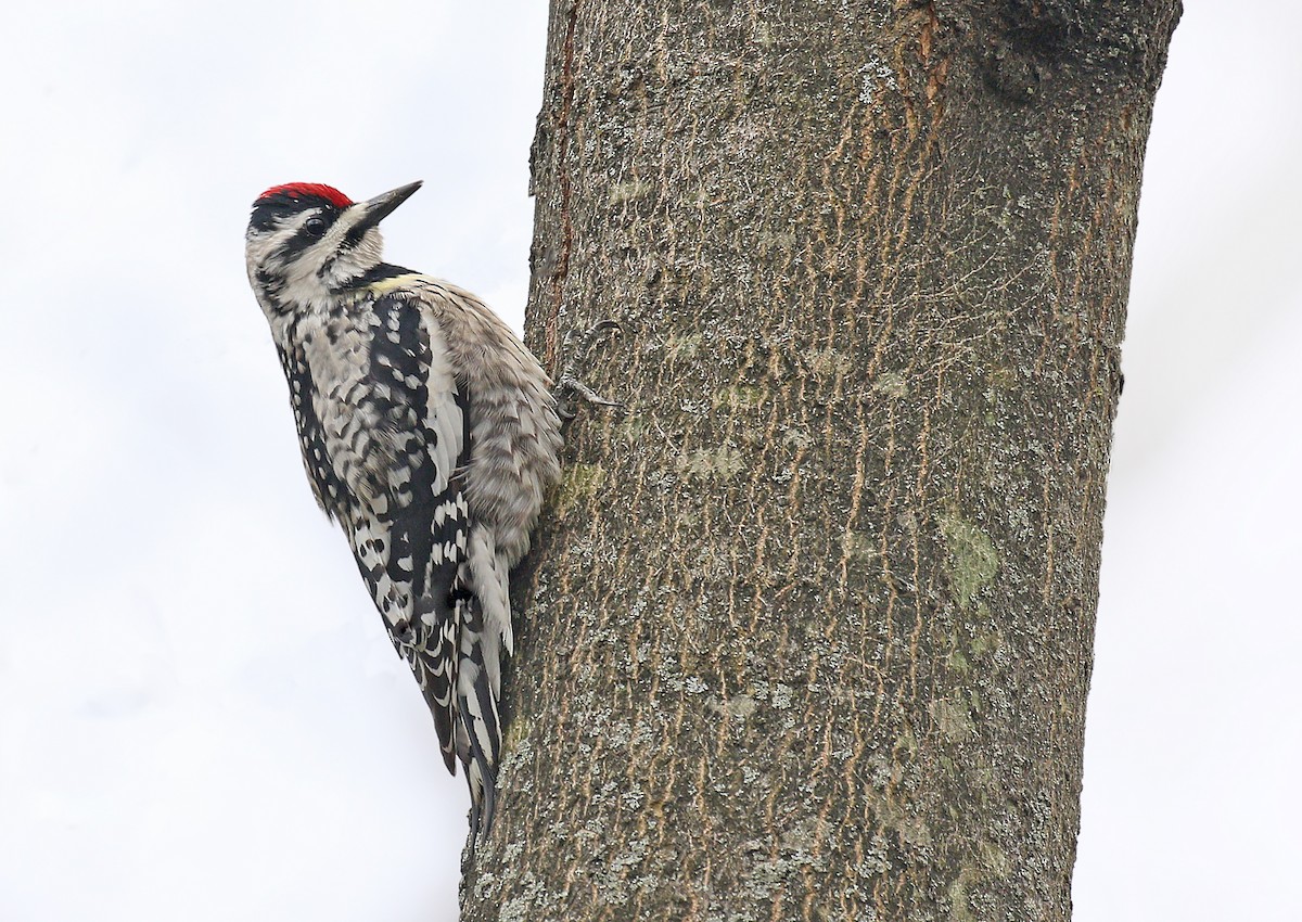 Yellow-bellied Sapsucker - ML223627471