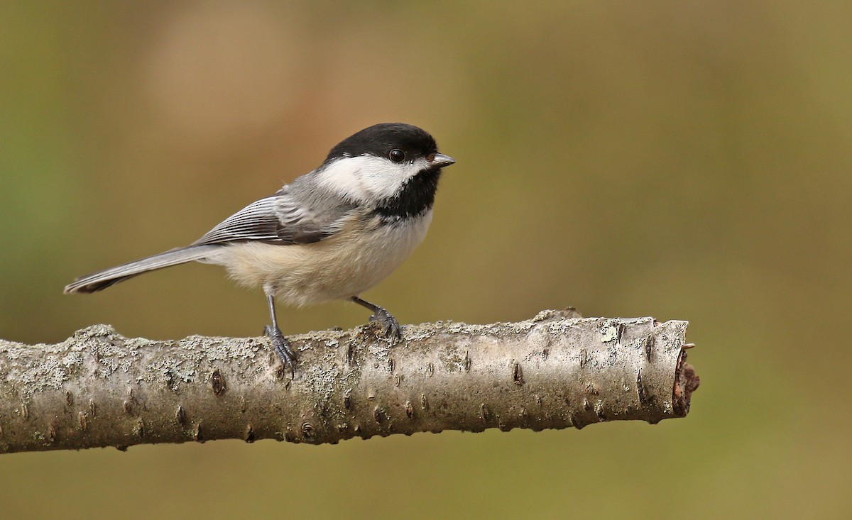 Black-capped Chickadee - Ryan Schain