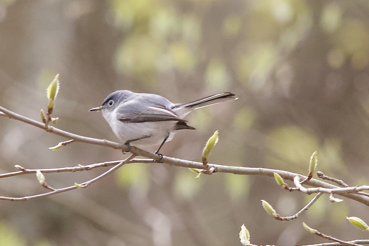 Blue-gray Gnatcatcher - ML223627821