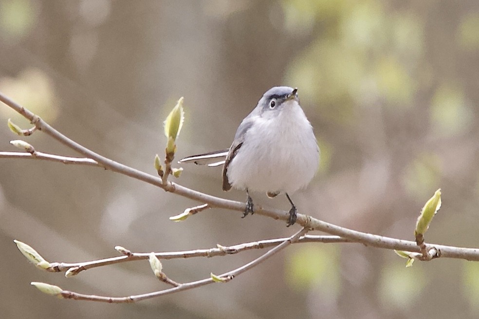 Blue-gray Gnatcatcher - ML223627851