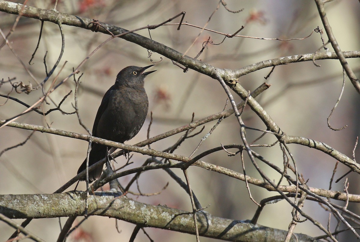 Rusty Blackbird - ML223627971