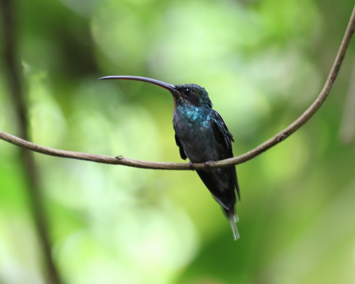 Green Hermit - Letha Slagle