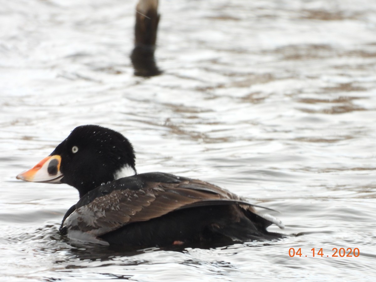 Surf Scoter - Eric Hamburg