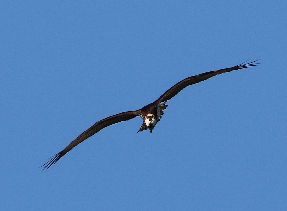 Osprey - ML223631101