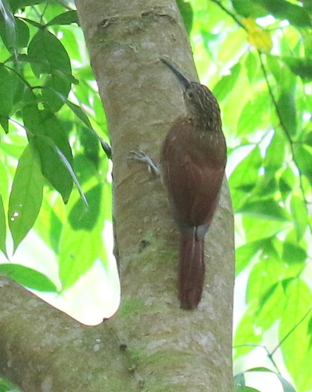 Cocoa Woodcreeper - Letha Slagle