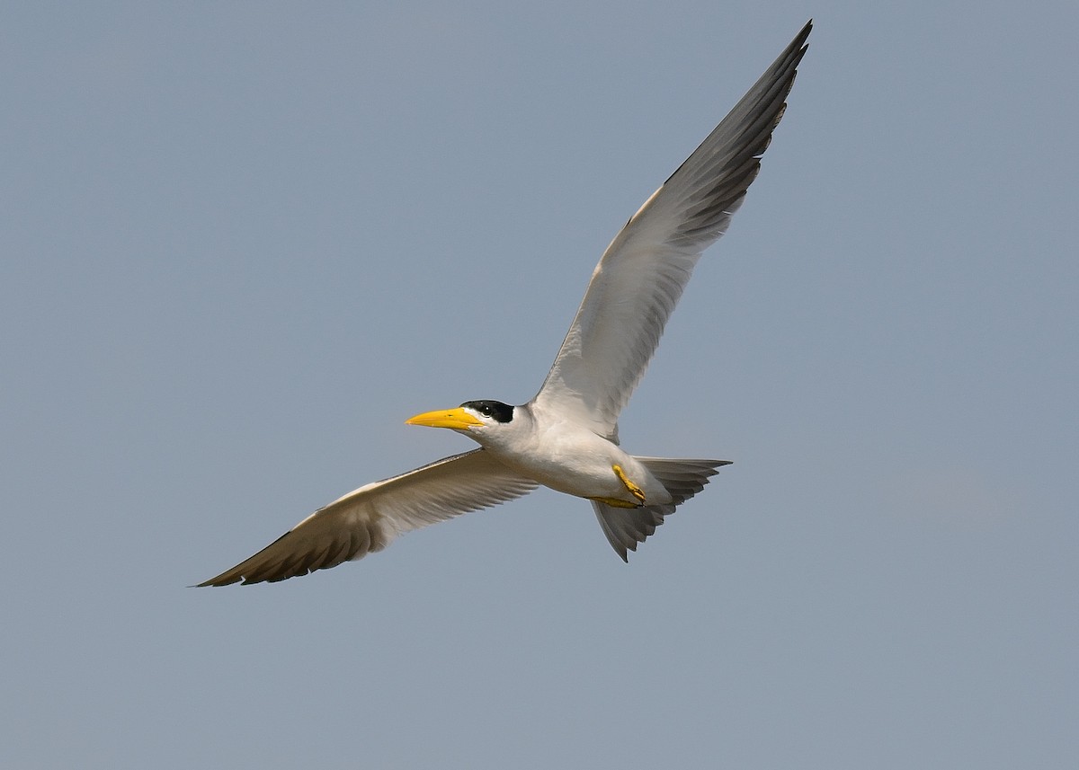 Large-billed Tern - ML223632071