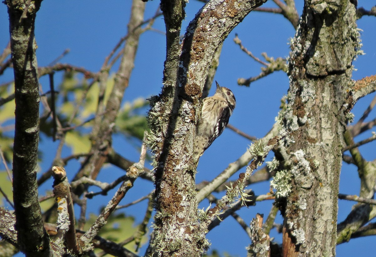 Lesser Spotted Woodpecker - ML223633711