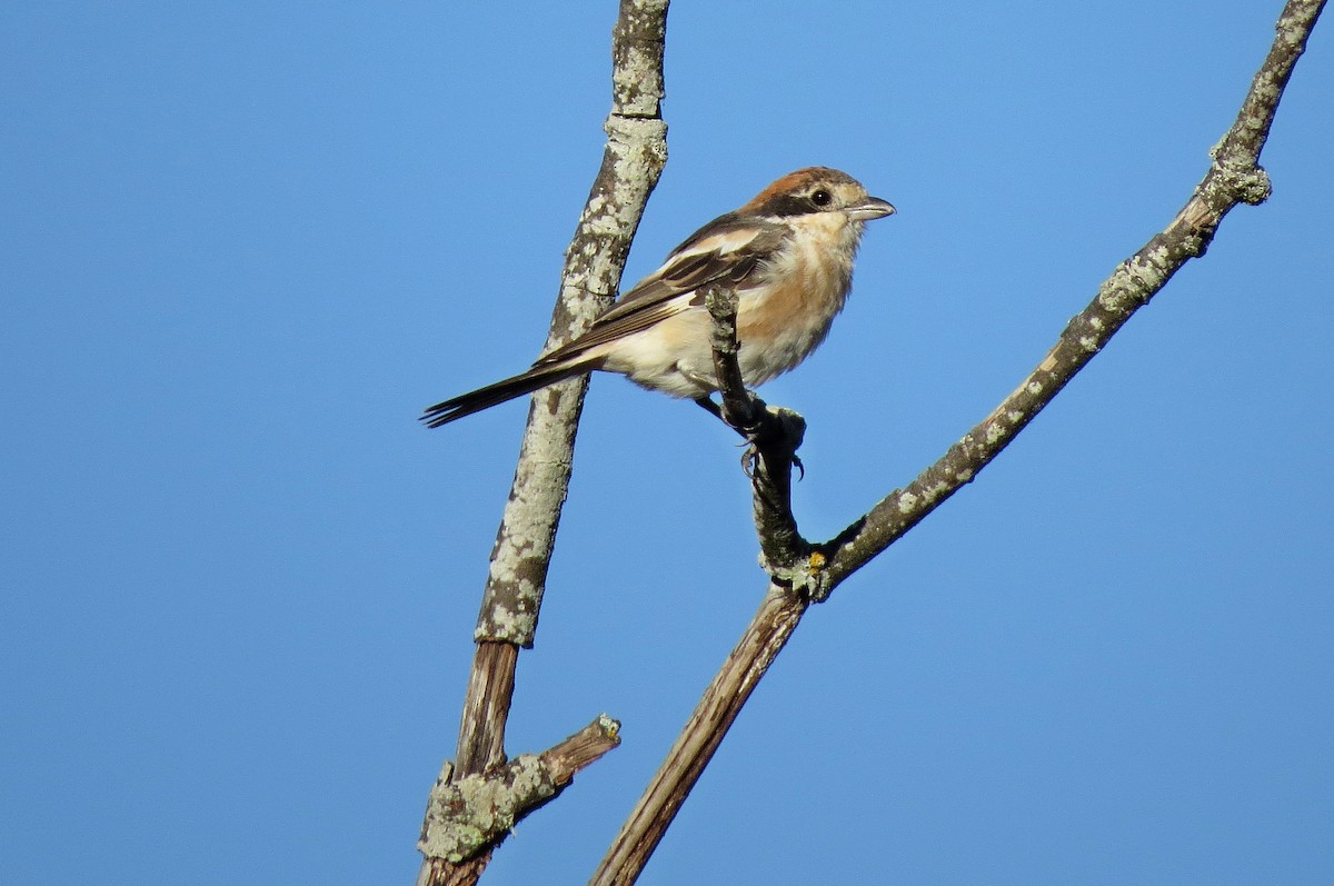 Woodchat Shrike - ML223633781