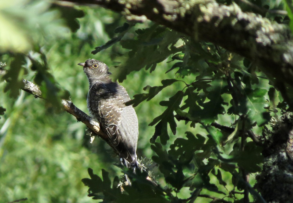 Common Cuckoo - ML223634031