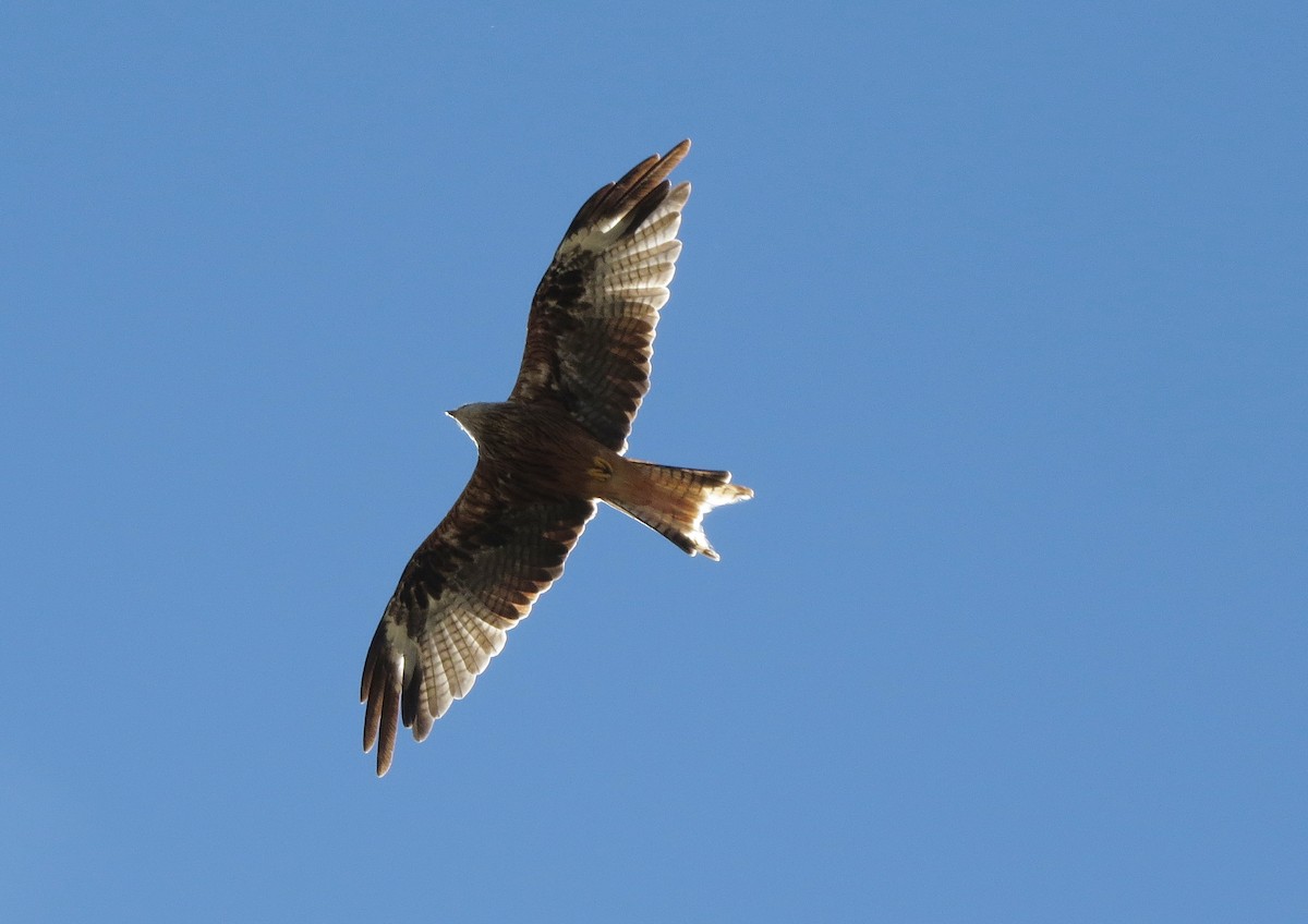 Red Kite - ML223634171