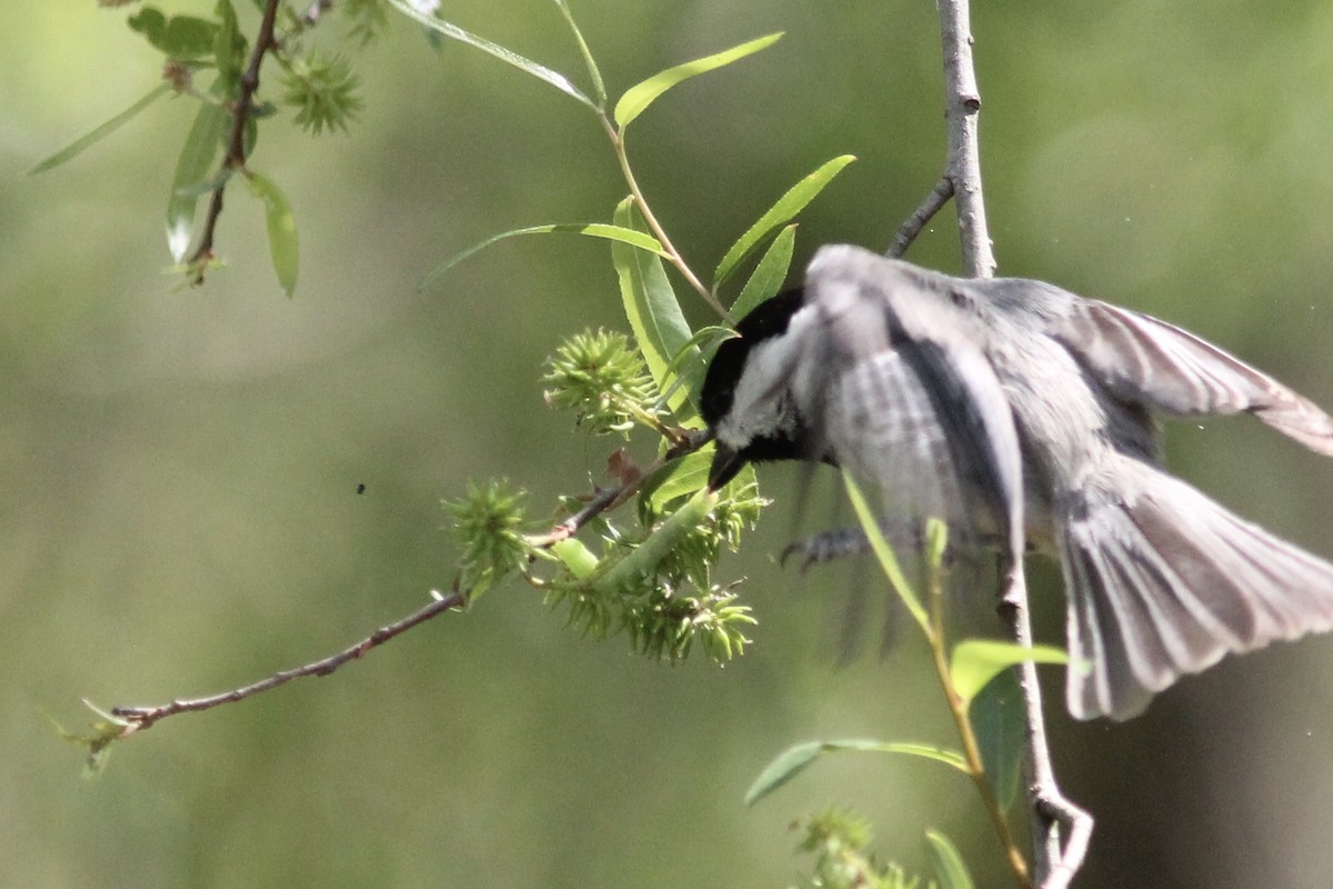 Carolina Chickadee - ML223634621
