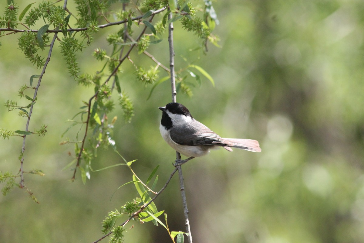 Carolina Chickadee - ML223634631