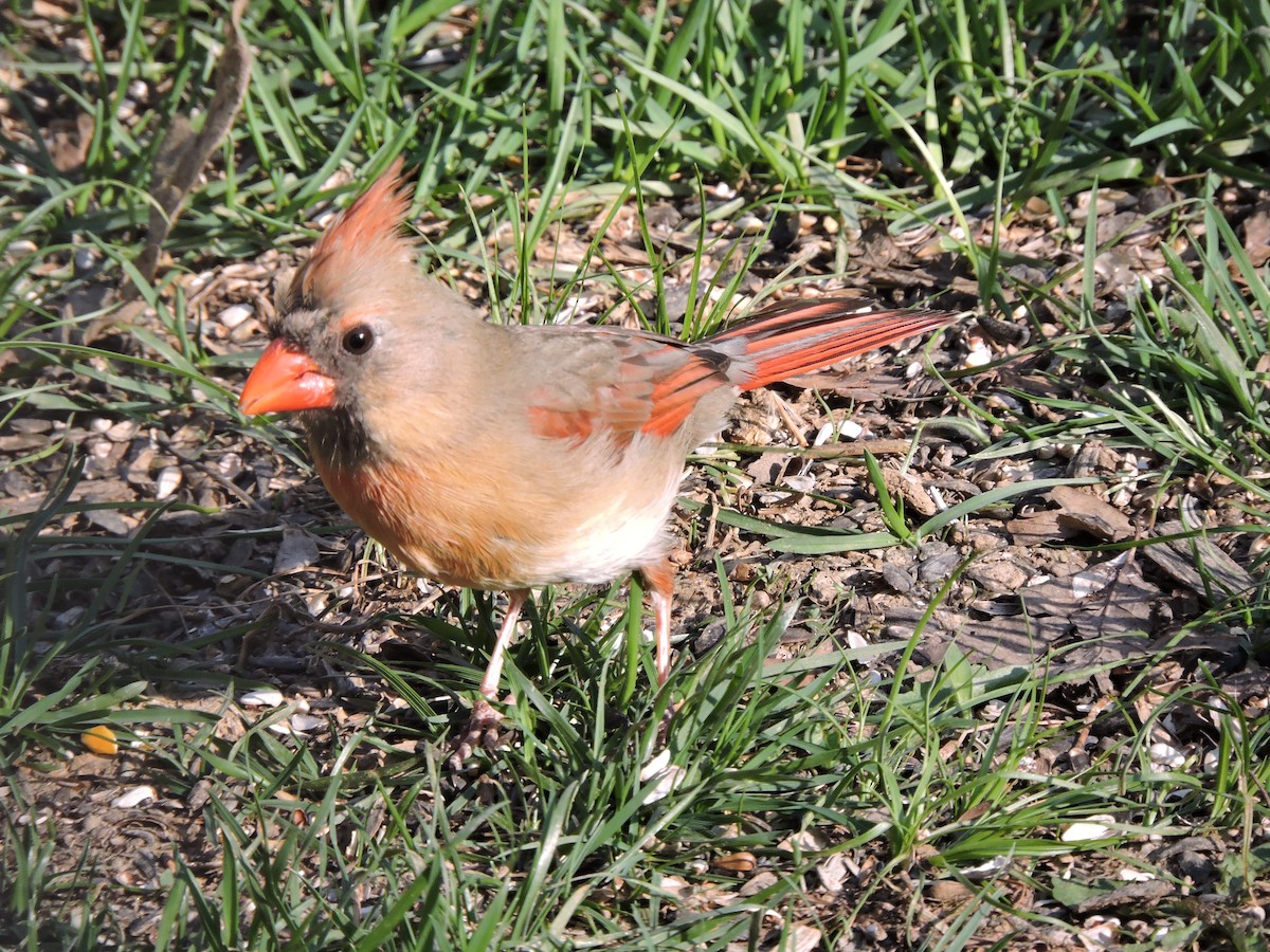 Northern Cardinal - ML223635291