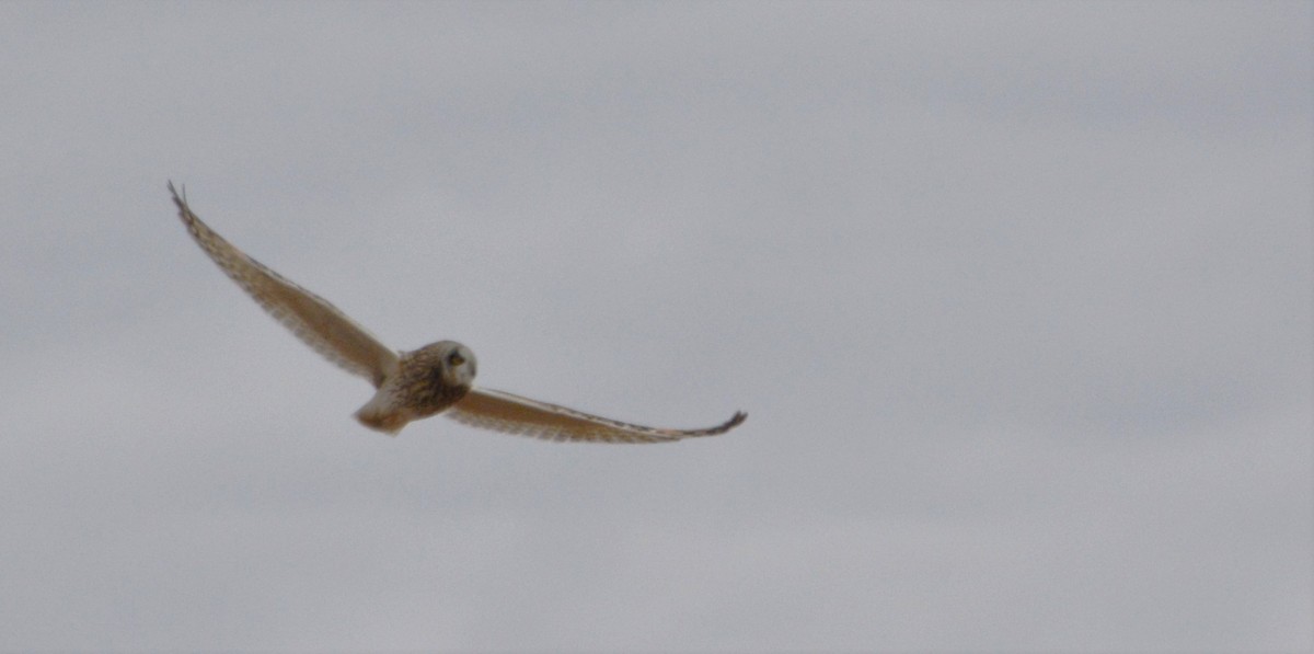 Short-eared Owl - Chris Rohrer