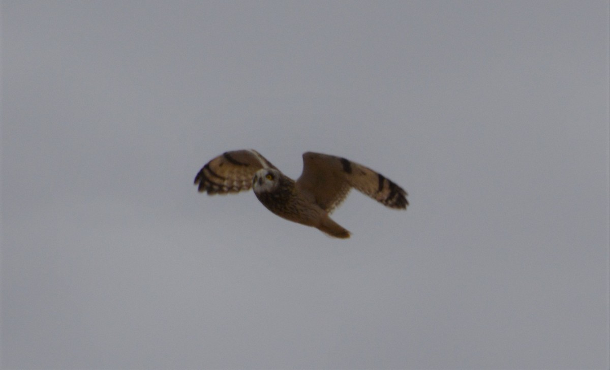 Short-eared Owl - ML22363651