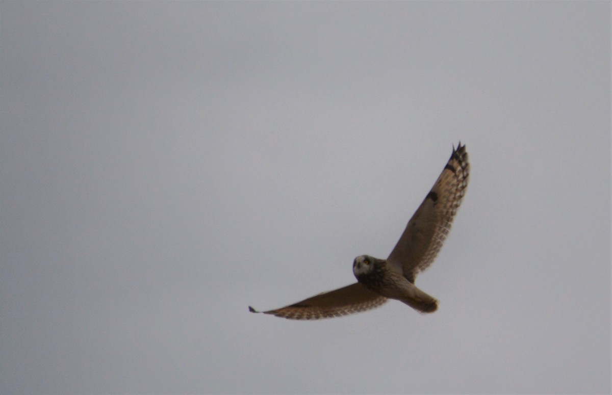 Short-eared Owl - Chris Rohrer