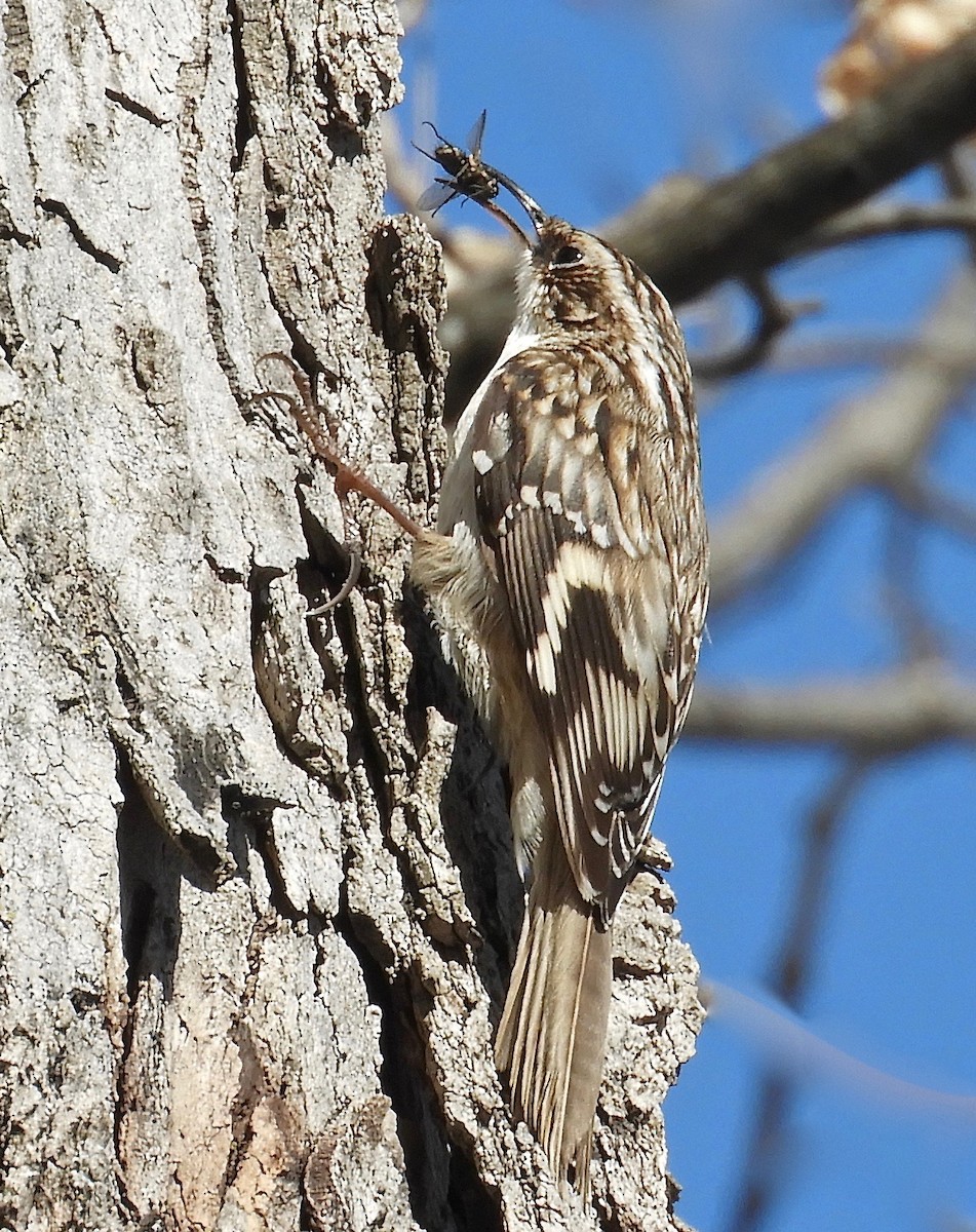 Brown Creeper - ML223637281