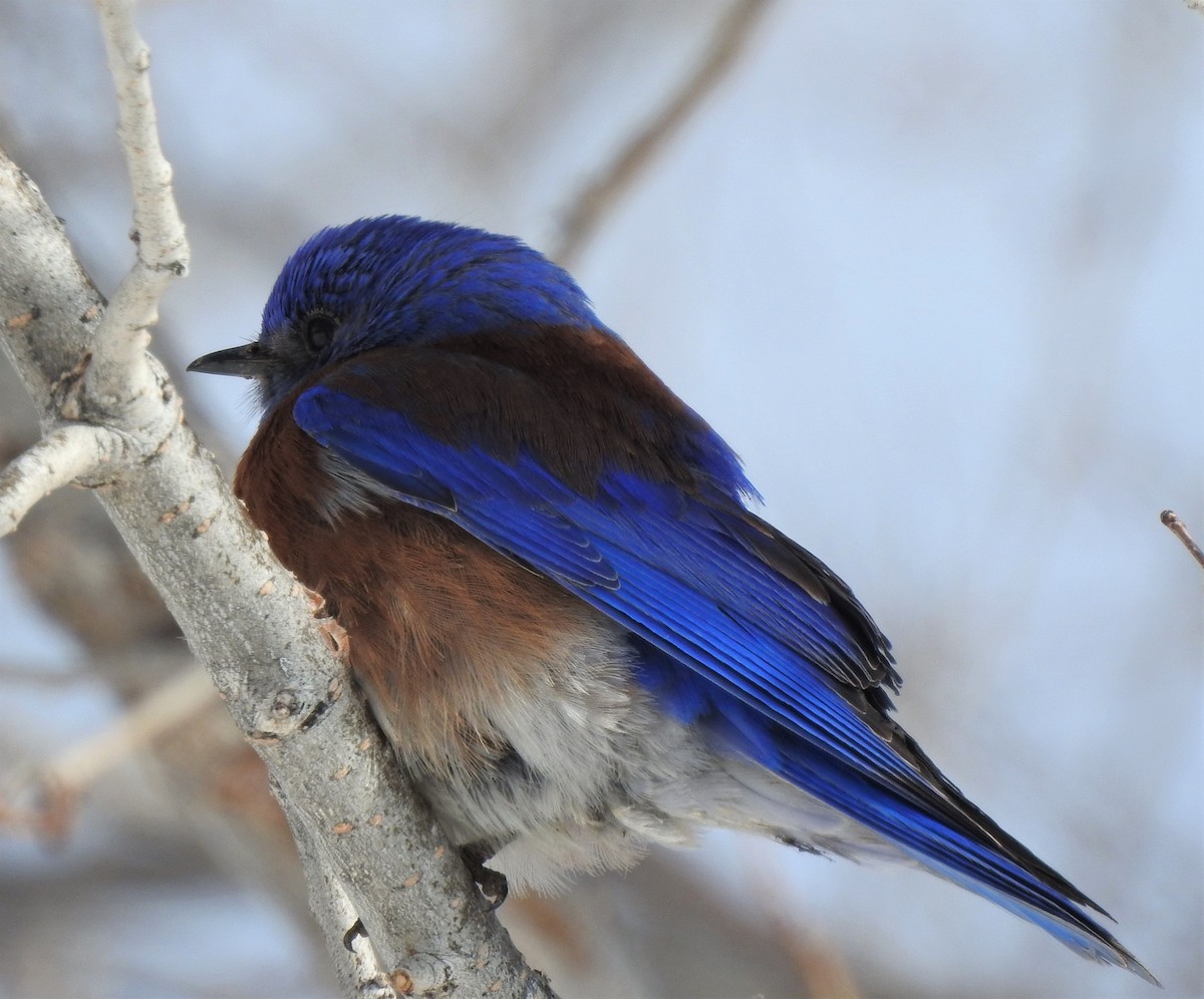 Western Bluebird - ML223639221
