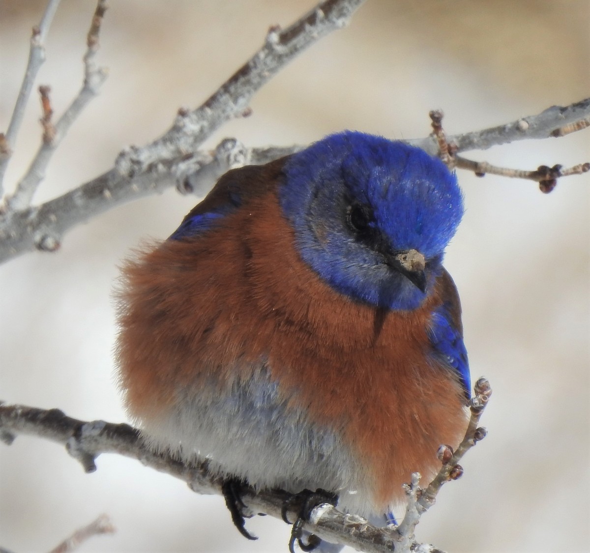 Western Bluebird - ML223639431