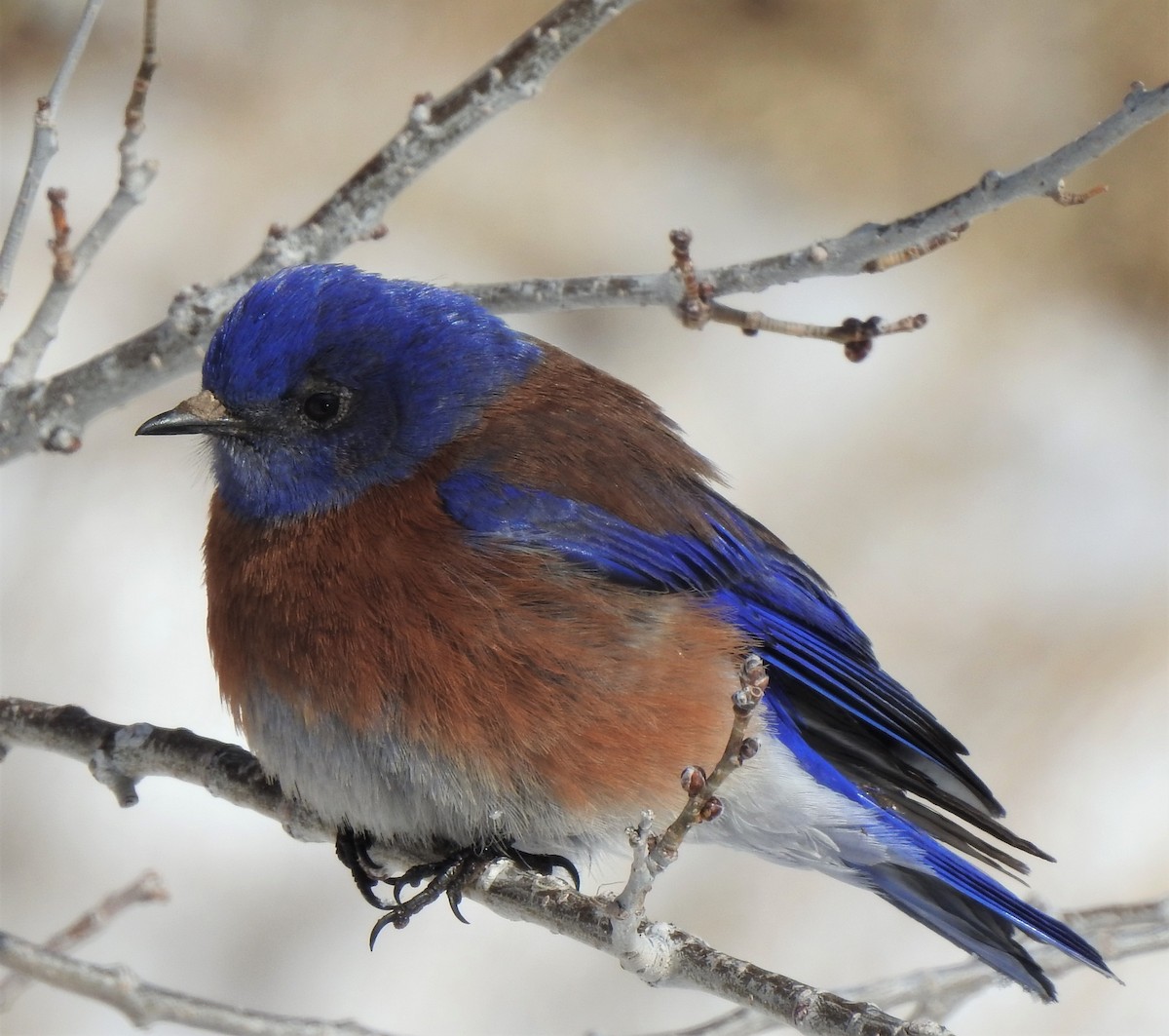 Western Bluebird - ML223639461