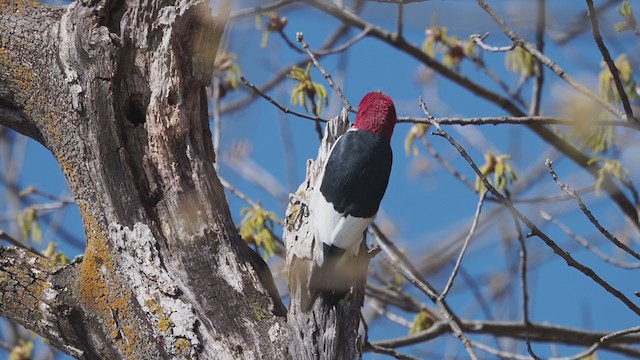 Red-headed Woodpecker - ML223640361