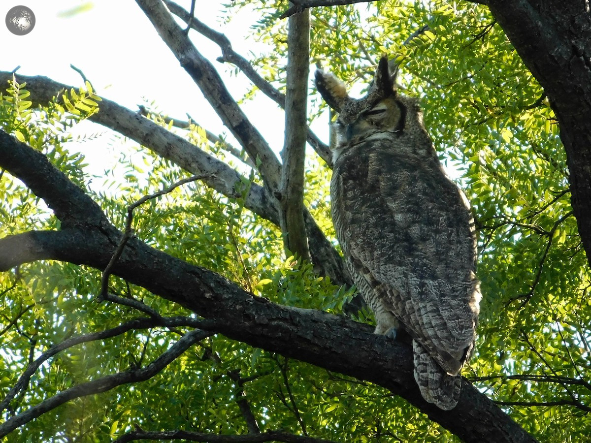 Great/Lesser Horned Owl - ML223640631