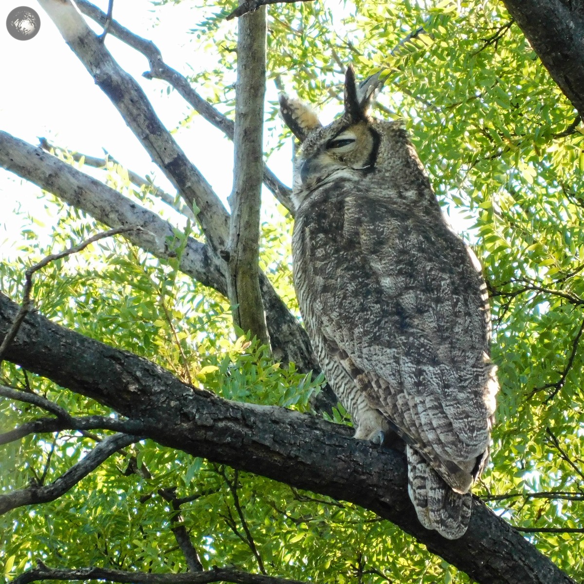Great/Lesser Horned Owl - ML223640661