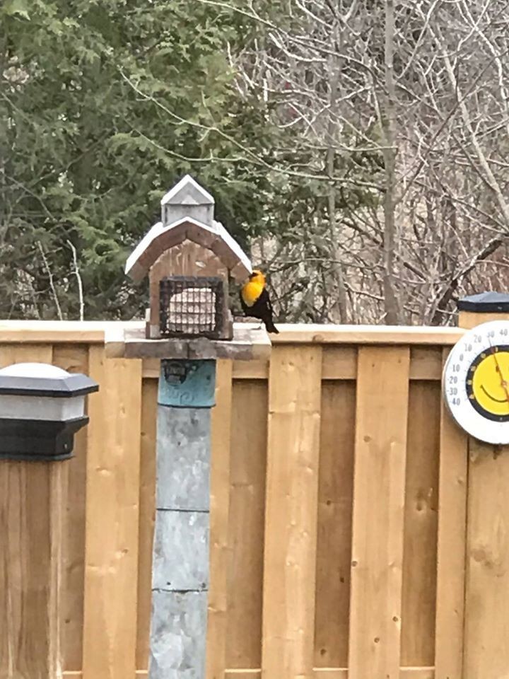 Yellow-headed Blackbird - ML223640781