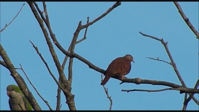 Ruddy Ground Dove - ML223640941