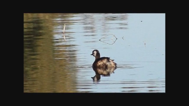 White-tufted Grebe - ML223643821