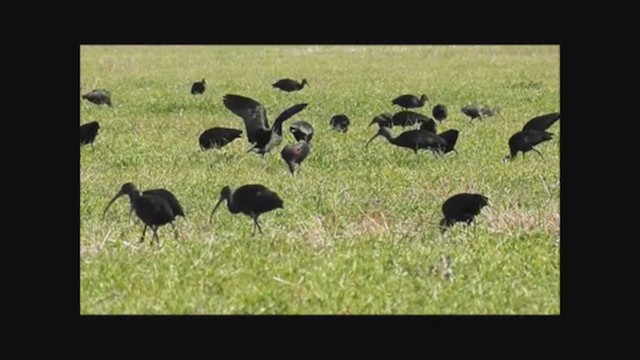 White-faced Ibis - ML223643941