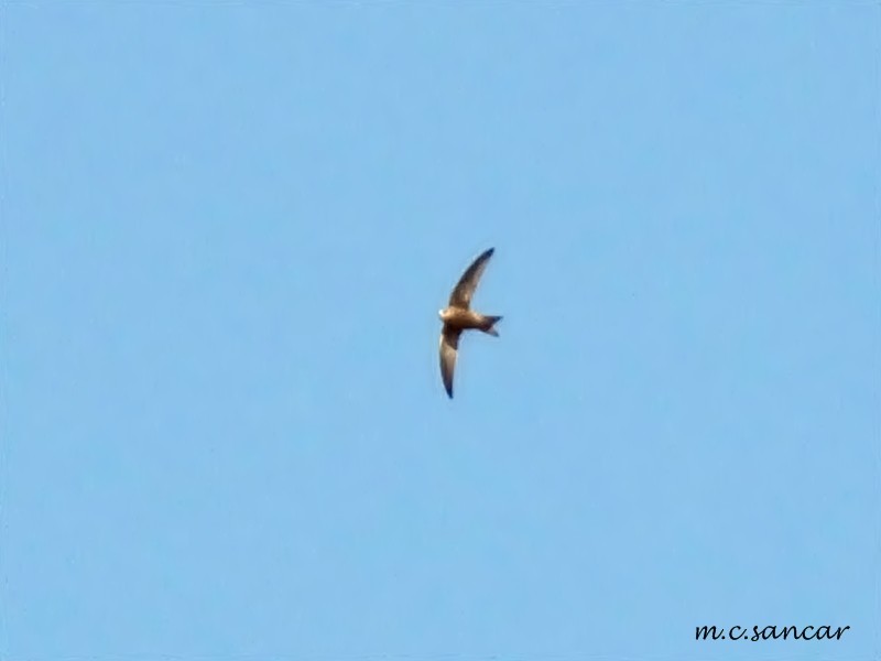 Pallid Swift - ML223645971