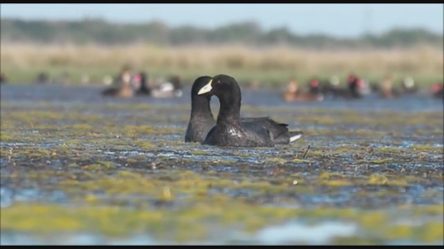 White-winged Coot - ML223646921