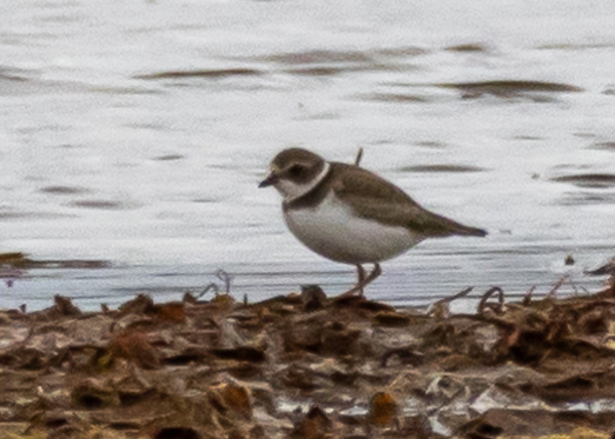 Semipalmated Plover - ML223648161