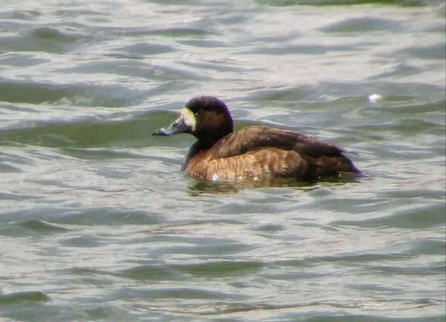 Greater Scaup - ML223648911