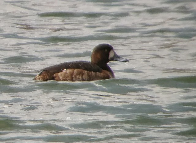Greater Scaup - ML223648981