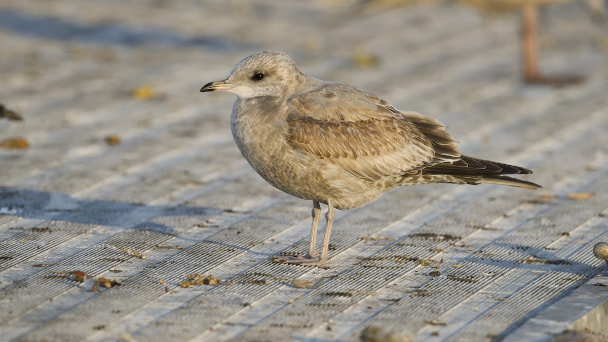 Short-billed Gull - Jim Pawlicki