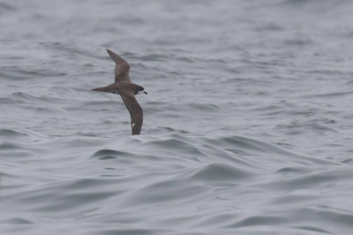 Hawaiian Petrel - Oregon Pelagic Tours XXX