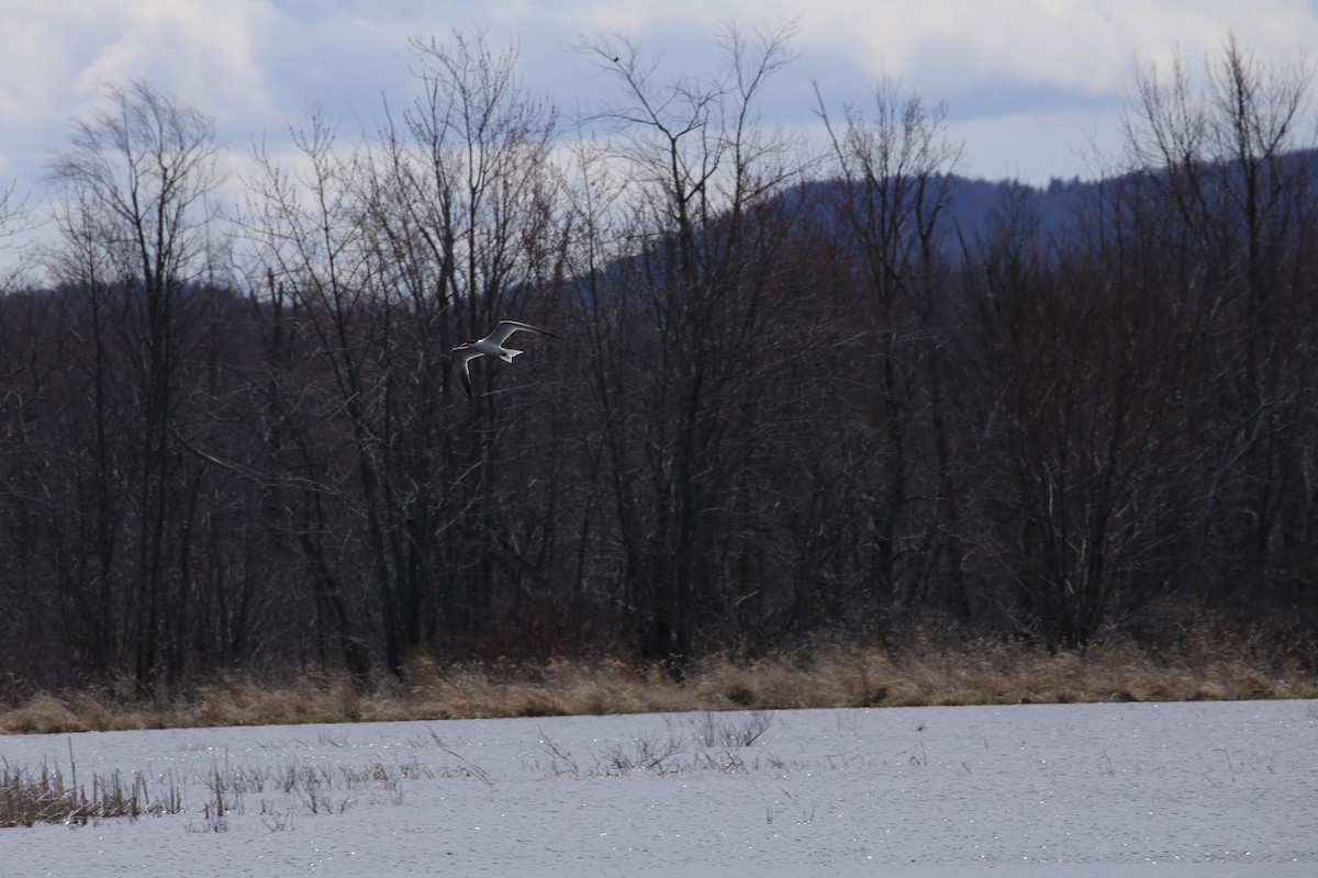 Caspian Tern - Joseph Poliquin