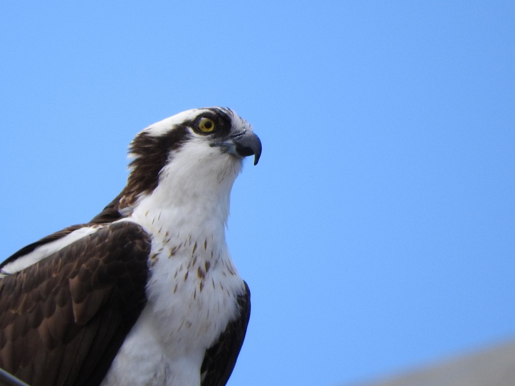 Águila Pescadora - ML223653781