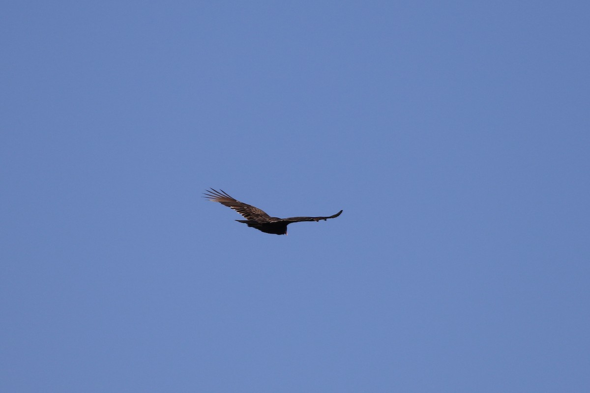 Turkey Vulture - ML223654161