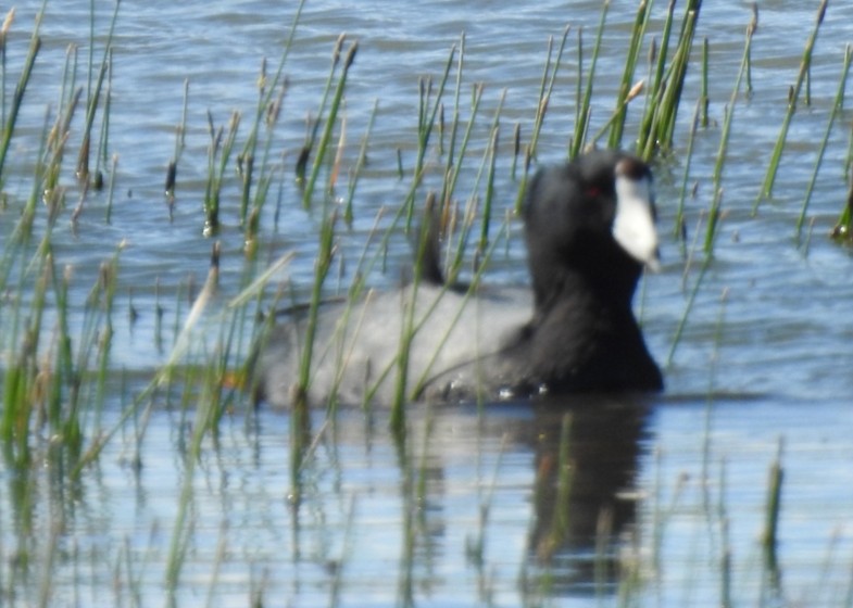 American Coot - ML223654371